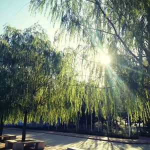 朝鲜美女BBWBBW撒尿
